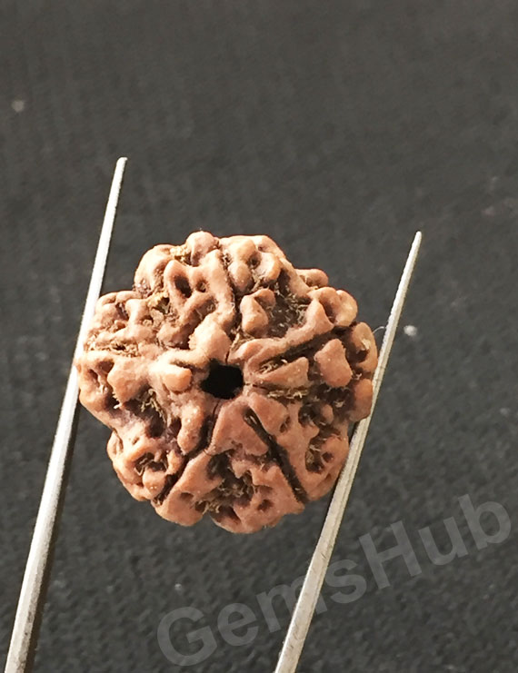 5 Mukhi Natural Certified Rudraksha Size- 20.5 mm Premium Quality